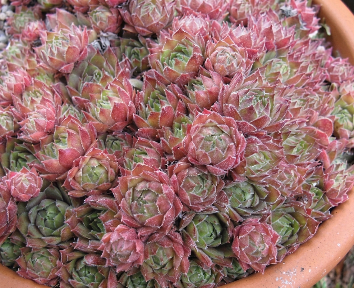 Sempervivum 'Greyfriars'